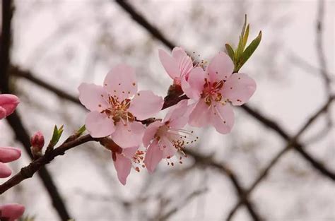 桃花很旺|桃花能旺到什么程度？桃花旺究竟是好是坏？